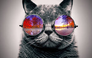 Cool Cat Autumn Glasses Wallpaper