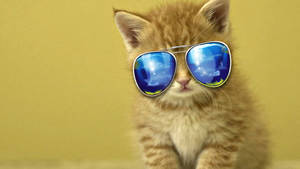 Cool Cat Blue Sunglasses Wallpaper