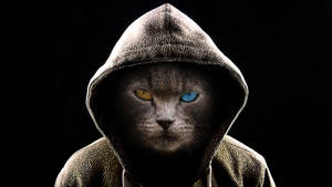 Cool Cat In A Hoodie Wallpaper