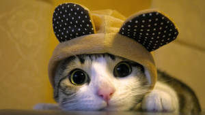 Cool Cat Mouse Hat Wallpaper