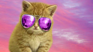 Cool Cat Pink Aesthetic Wallpaper