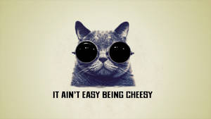 Cool Cat Quote Wallpaper