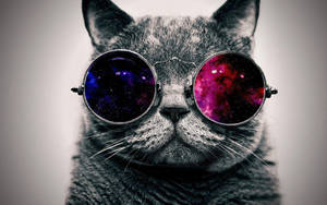 Cool Cat With Aviator Shades Wallpaper