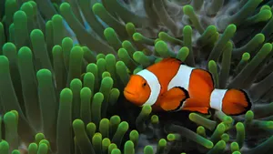 Cool Clown Fish Wallpaper