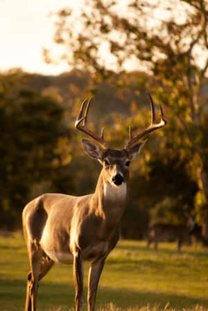 Cool Deer Screen Theme Wallpaper