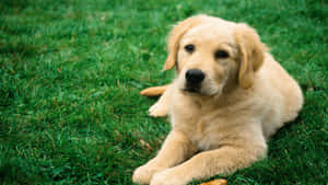 Cool Dog Golden Retriever On The Grass Wallpaper