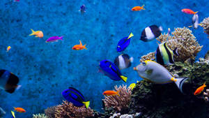 Cool Fish In Deep Blue Ocean Wallpaper