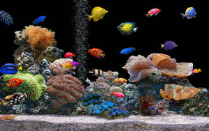 Cool Fish In The Aquarium Wallpaper