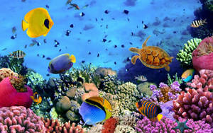 Cool Fishes With Reef Wallpaper