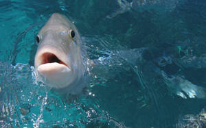 Cool Gray Fish Wallpaper