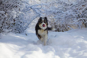 Cool Husky On Snow Wallpaper