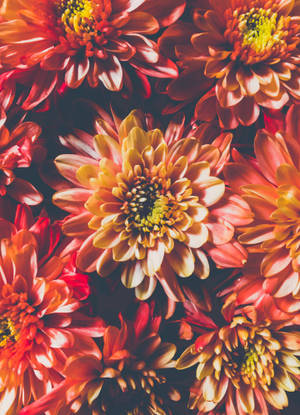 Cool Iphone Flower Wall Wallpaper