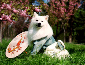 Cool Japanese Spitz Wallpaper