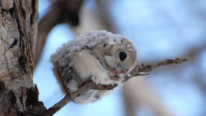 Cool Japanese Squirrel Wallpaper