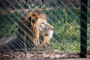 Cool Lion Staring At Distance Wallpaper