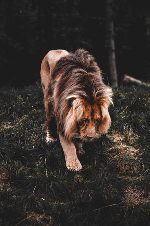 Cool Lion Walking Slowly Wallpaper