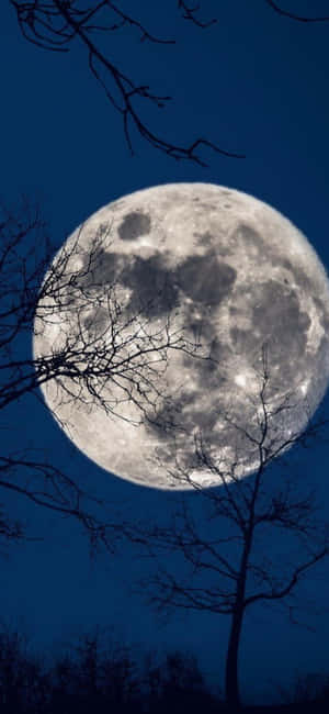 Cool Moon Through Trees Wallpaper