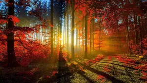 Cool Nature Autumn Forest Wallpaper