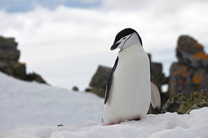 Cool Penguin In Winter Wallpaper