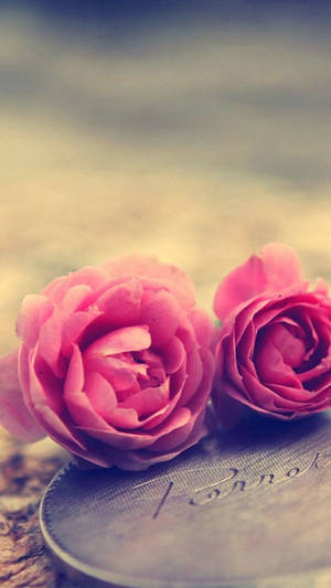 Cool Pink Rose Iphone Wallpaper