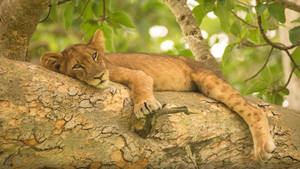 Cool Sleeping And Resting Female Lion Wallpaper