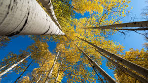 Cool Tall White Birch Tree Forest Wallpaper