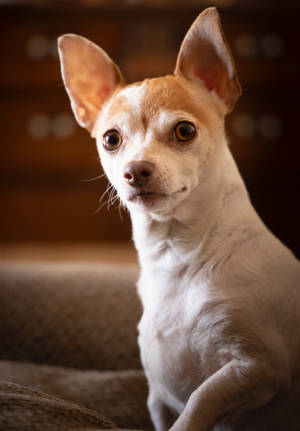 Cool White Brown Chihuahua Wallpaper