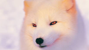 Cool White Fox Wallpaper