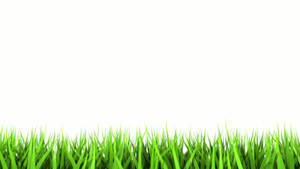 Cool White Over Grass Wallpaper