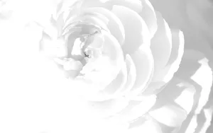 Cool White Rose Wallpaper