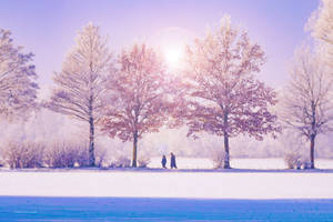 Cool Winter Trees Against Sky Wallpaper