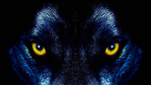 Cool Yellow-eyed Black Wolf Wallpaper