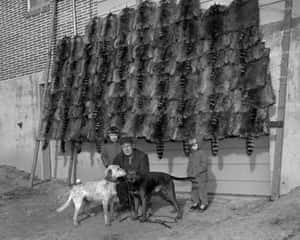 Coon Hunting Black And White Merchant Wallpaper