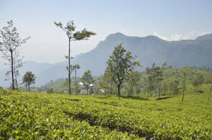 Coonoor Tea Garden India Wallpaper