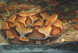 Copperhead Osage Pit Viper Species Wallpaper