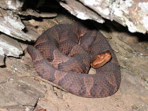 Copperhead Viper In A Cave Wallpaper