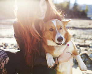 Corgi Dog And Girl Together Wallpaper