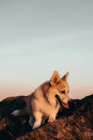 Corgi On Brown Rock Sunset Wallpaper