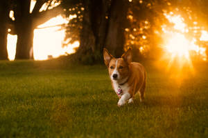 Corgi On Field Under Sunlight Wallpaper