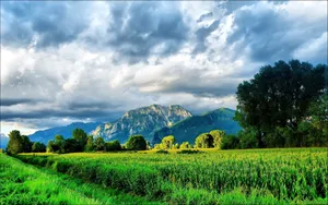 Corn Field And Mountains In The Countryside Wallpaper