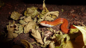 Corn Snake Inside A Cage Wallpaper