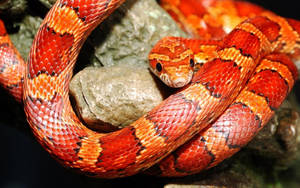 Corn Snake On A Rock Wallpaper