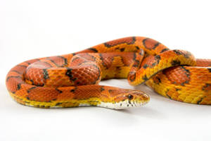 Corn Snake On White Background Wallpaper