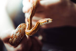 Corn Snake Wild Animal Wallpaper