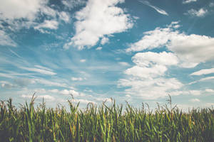 Cornfield Farm Beneath The Blue Skies Wallpaper