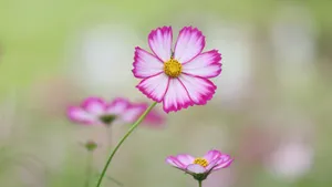 Cosmos Flower Photo Background Wallpaper