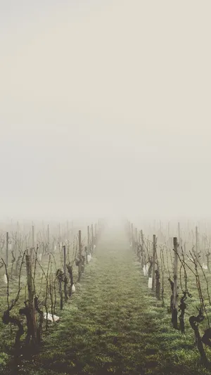 Country Iphone 1080 X 1920 Wallpaper