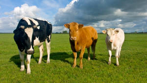 Country Summer Three Cows Wallpaper