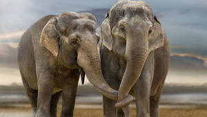 Couple Elephant Hd Wallpaper