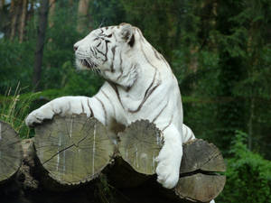 Courageous White Tiger Out In The Wild Wallpaper